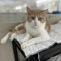 SHANGAÏ (en placement provisoire), chatte à adopter