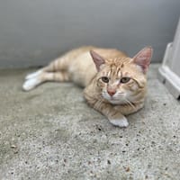 DUPLO (en placement provisoire), chat à adopter