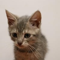 CHICAGO HAB17306, chat à adopter