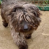 TI NOUE, chien à adopter