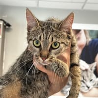 NALA, chatte à adopter