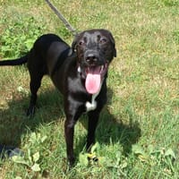 Zoé, chienne à adopter
