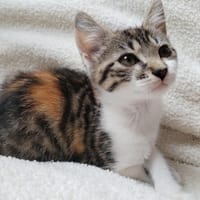FRAISE, chatte à adopter
