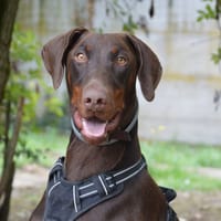 VENOM CHAO, chien à adopter
