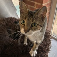 CHAPALA (en placement provisoire), chatte à adopter
