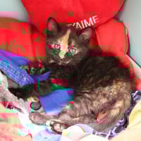 CRYSTAL HAB17321, chatte à adopter