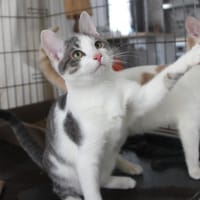 DENTINO PAB27607, chat à adopter