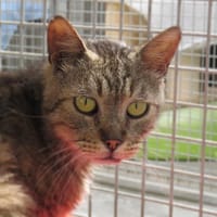 CAILLOU, chat à adopter