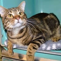 Hector Cab4173, chat à adopter