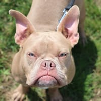 LAYA, chienne à adopter