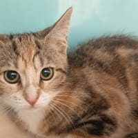 PAPRIKA C, chatte à adopter