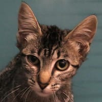 YLANG, chatte à adopter