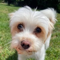 EVEREST, chienne à adopter