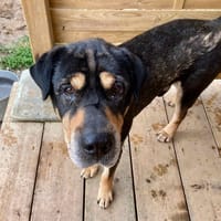 IPSO, chien à adopter