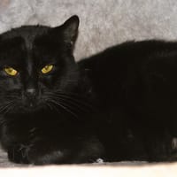 Boubou Cab4162, chat à adopter