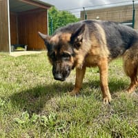 UNIQUE, chienne à adopter