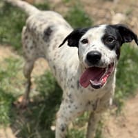 Elliot CAA13828, chien à adopter