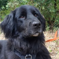 Orphée, chienne à adopter