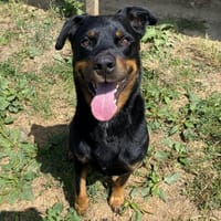 KAZAN, chien à adopter