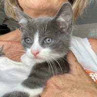 Paolo, chat à adopter