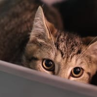 MACKINNON, chatte à adopter
