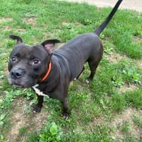 BEETOVEN PAA22935, chien à adopter