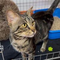 CALOR, chat à adopter