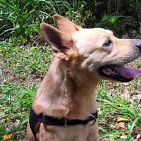 TONY, chien à adopter