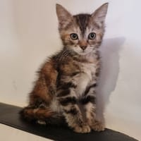 Louïetue, chatte à adopter