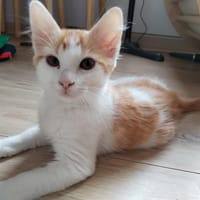 BONHOMME, chat à adopter