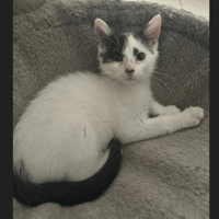 AZALEE, chatte à adopter