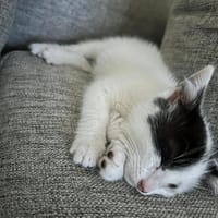 AZALEE (RESERVEE), chatte à adopter