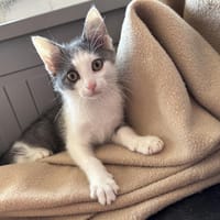 OLIVIER, chat à adopter