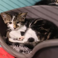 SCOTT, chat à adopter