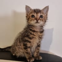 Arcadia, chatte à adopter