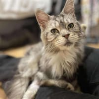 TESS, chatte à adopter