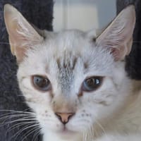 ANASTASIA, chatte à adopter
