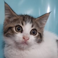 Crocdur, chat à adopter