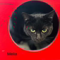 Mélia, chatte à adopter