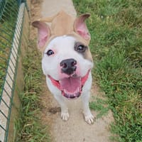 KOURTNEY, chienne à adopter