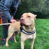 BALOU VAA, chien à adopter