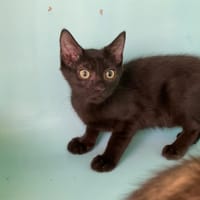 Watson [Chaton], chat à adopter