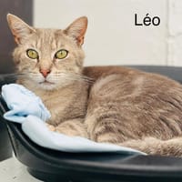 Leo, chat à adopter