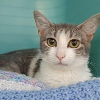BOLA CHA D, chatte à adopter