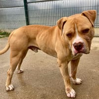 SAAD, chien à adopter
