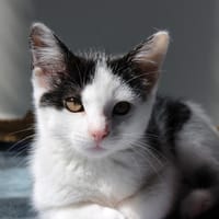 MAGGIE, chatte à adopter