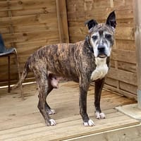 HURRICANE, chien à adopter