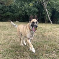 MOENA, chienne à adopter