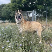 MOENA, chienne à adopter