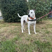 IVAR, chien à adopter